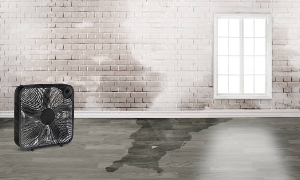 Best Flood damage cleanup  in Charleston, MO